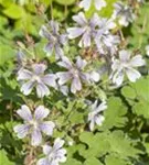 Kaukasus-Storchschnabel - Geranium renardii