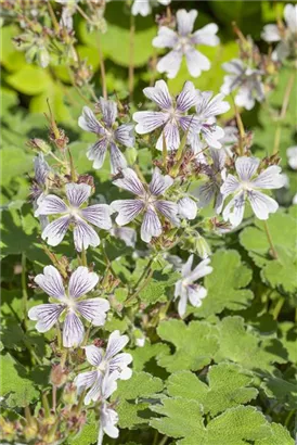 Kaukasus-Storchschnabel - Geranium renardii