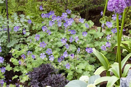 Kaukasus-Storchschnabel - Geranium renardii