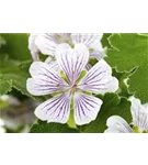 Veränderlicher Storchschnabel - Geranium versicolor