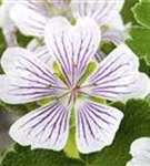 Kaukasus-Storchschnabel - Geranium renardii