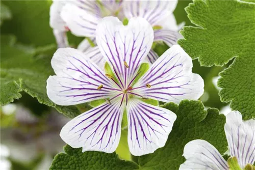 Veränderlicher Storchschnabel - Geranium versicolor