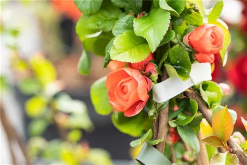 Zierquitte 'Orange Storm' - Chaenomeles speciosa 'Orange Storm'