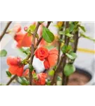 Zierquitte 'Orange Storm' - Chaenomeles speciosa 'Orange Storm'