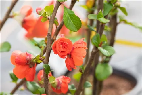 Zierquitte 'Orange Storm' - Chaenomeles speciosa 'Orange Storm'