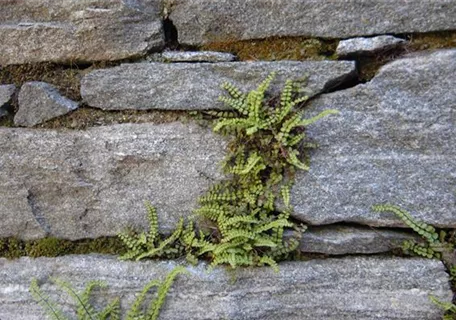 Asplenium trichomanes - Braunstieliger Streifenfarn