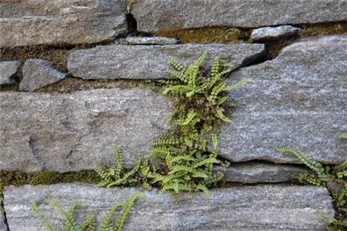 Braunstieliger Streifenfarn - Asplenium trichomanes