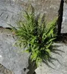 Braunstieliger Streifenfarn - Asplenium trichomanes