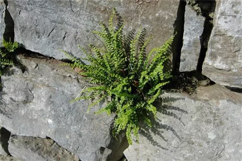 Braunstieliger Streifenfarn - Asplenium trichomanes