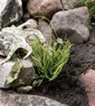 Braunstieliger Streifenfarn - Asplenium trichomanes