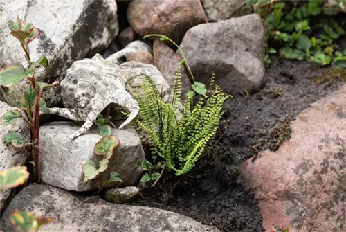 Braunstieliger Streifenfarn - Asplenium trichomanes