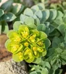 Walzen-Wolfsmilch - Euphorbia myrsinites