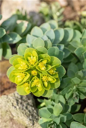 Walzen-Wolfsmilch - Euphorbia myrsinites