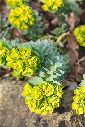 Walzen-Wolfsmilch - Euphorbia myrsinites