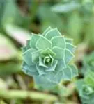 Walzen-Wolfsmilch - Euphorbia myrsinites