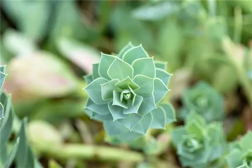 Walzen-Wolfsmilch - Euphorbia myrsinites