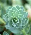 Walzen-Wolfsmilch - Euphorbia myrsinites