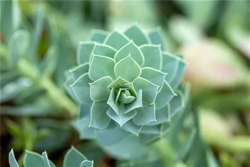 Walzen-Wolfsmilch - Euphorbia myrsinites