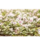 Garten-Storchschnabel - Geranium dalmaticum 'Album'