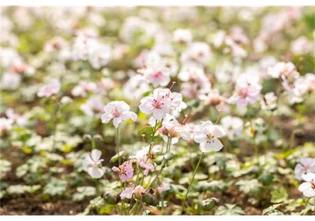 Geranium dalmaticum 'Album' - Garten-Storchschnabel