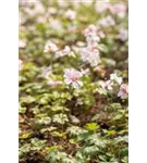 Garten-Storchschnabel - Geranium dalmaticum 'Album'