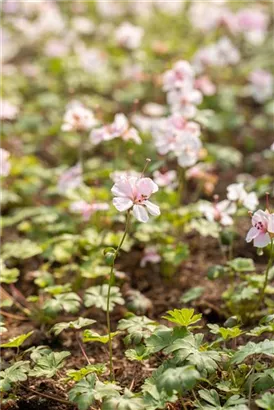 Garten-Storchschnabel - Geranium dalmaticum 'Album'