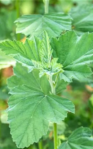 Althaea officinalis