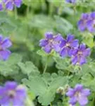 Garten-Storchschnabel - Geranium renardii 'Philippe Vapelle'