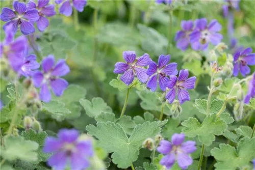 Garten-Storchschnabel - Geranium renardii 'Philippe Vapelle'