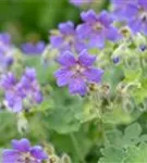 Garten-Storchschnabel - Geranium renardii 'Philippe Vapelle'