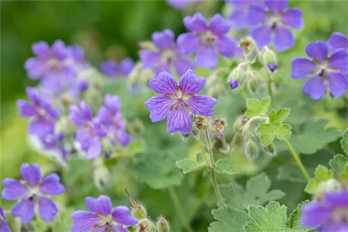 Garten-Storchschnabel - Geranium renardii 'Philippe Vapelle'