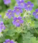 Garten-Storchschnabel - Geranium renardii 'Philippe Vapelle'