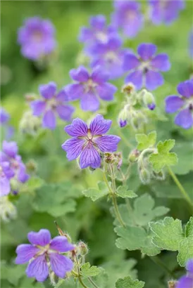 Garten-Storchschnabel - Geranium renardii 'Philippe Vapelle'