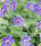 Garten-Storchschnabel - Geranium renardii 'Philippe Vapelle'