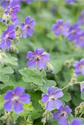 Garten-Storchschnabel - Geranium renardii 'Philippe Vapelle'