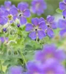 Garten-Storchschnabel - Geranium renardii 'Philippe Vapelle'