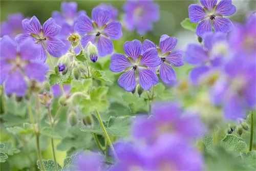 Garten-Storchschnabel - Geranium renardii 'Philippe Vapelle'