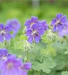 Garten-Storchschnabel - Geranium renardii 'Philippe Vapelle'