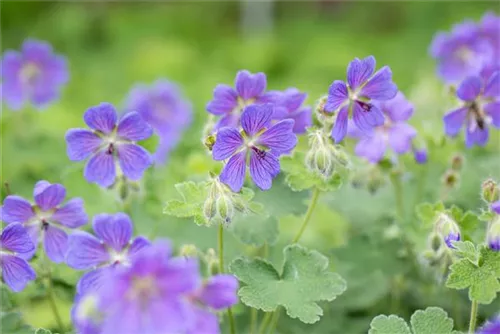 Garten-Storchschnabel - Geranium renardii 'Philippe Vapelle'