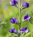 Blaue Färberhülse - Baptisia australis