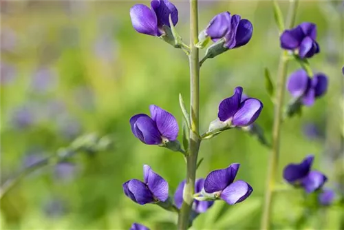 Blaue Färberhülse - Baptisia australis