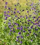 Blaue Färberhülse - Baptisia australis