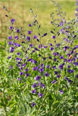 Blaue Färberhülse - Baptisia australis