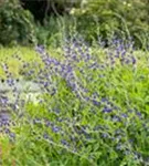 Blaue Färberhülse - Baptisia australis