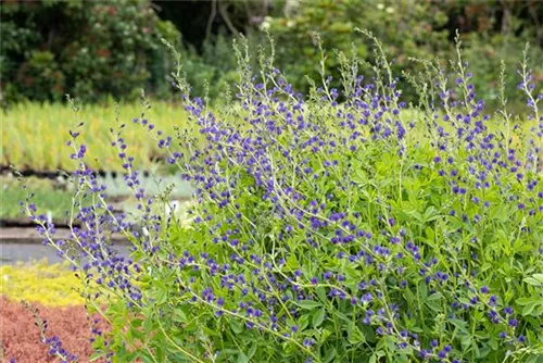 Blaue Färberhülse - Baptisia australis