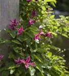 Texas-Waldrebe 'Princess Diana' - Clematis tex.'Princess Diana'