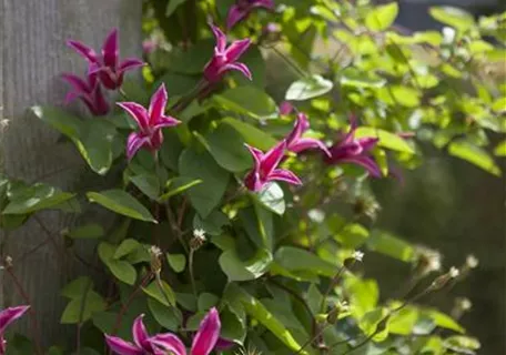 Clematis tex.'Princess Diana' - Texas-Waldrebe 'Princess Diana'