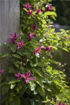 Texas-Waldrebe 'Princess Diana' - Clematis tex.'Princess Diana'