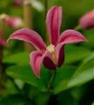 Texas-Waldrebe 'Princess Diana' - Clematis tex.'Princess Diana'