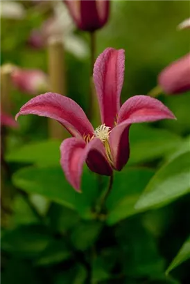 Texas-Waldrebe 'Princess Diana' - Clematis tex.'Princess Diana'